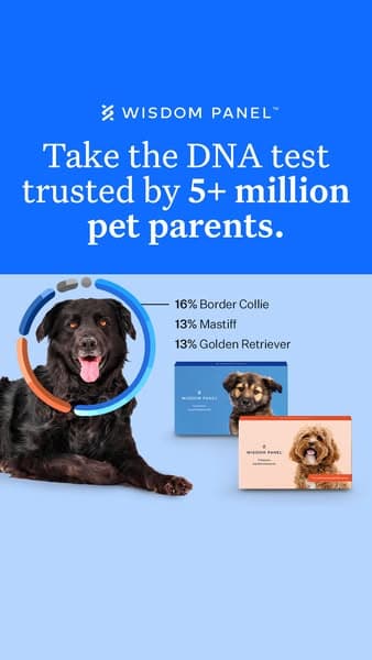 Wisdom Panel ad creative